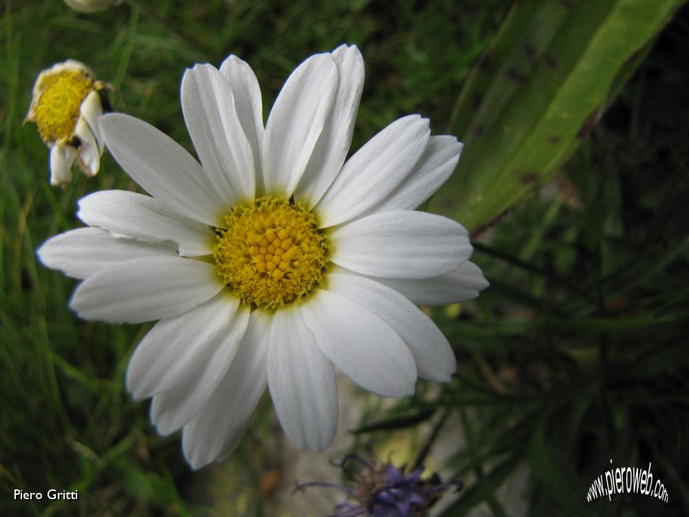 21 Margherita d'alpe.jpg